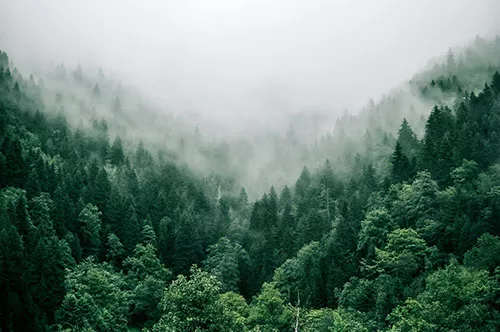 Symbolbild: Nebel im Wald